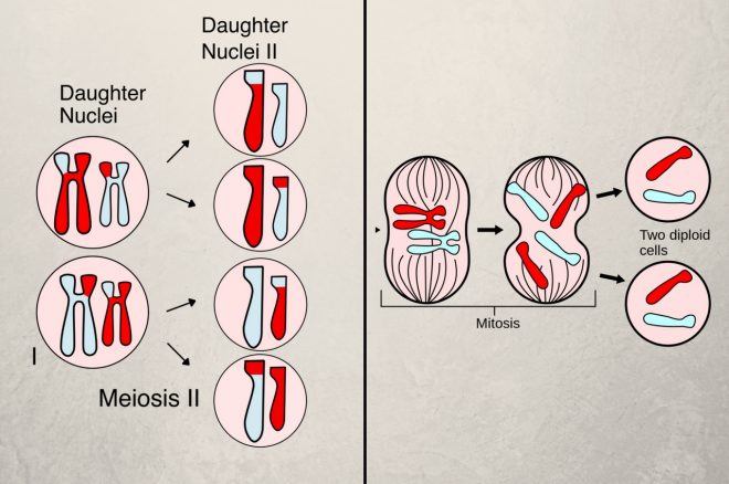 mitosis meiosis