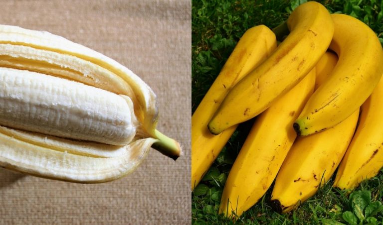 Diferencia Entre Banana Y Pltano Que Diferencia