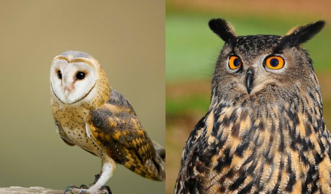 lechuza vs owl