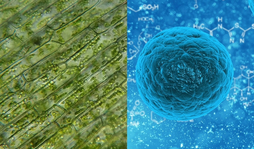 célula animal y célula vegetal 