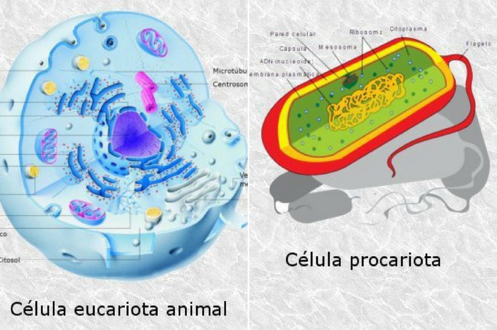 célula eucariota célula procariota