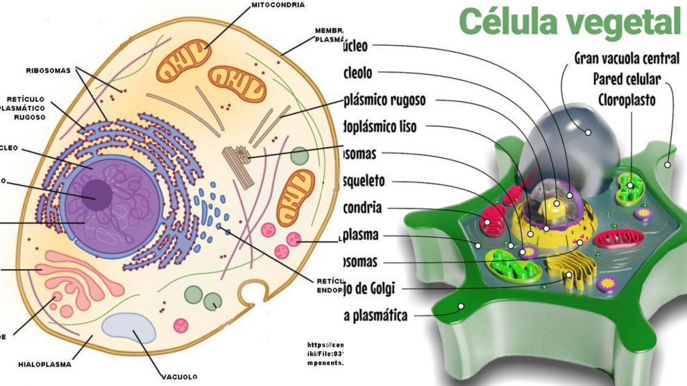 Celula Animal Y Vegetal Con Sus Partes Images And Photos Finder